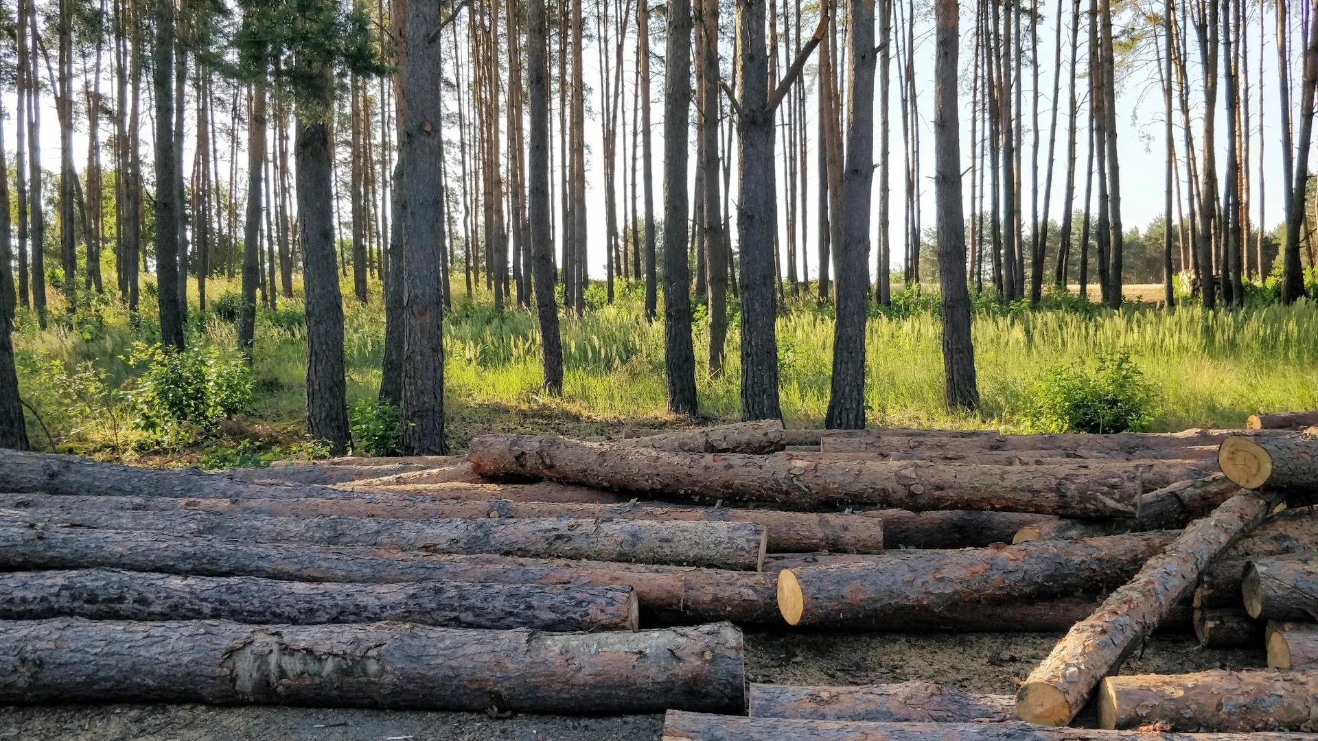 Zdjęcie realizacji karczowania działki.